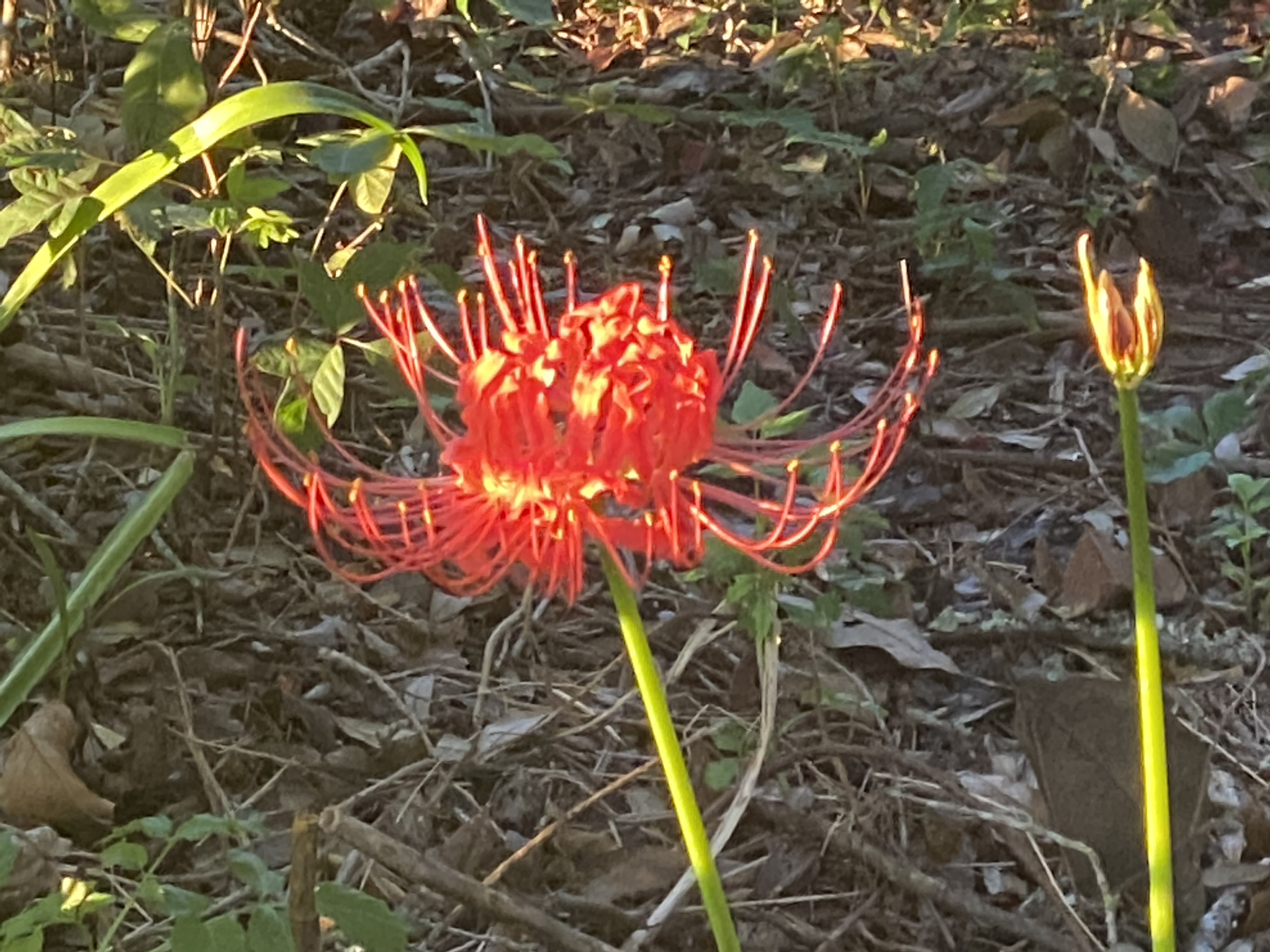 A flower for hurricane season 